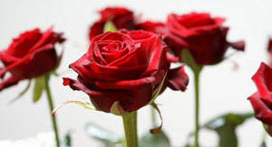 Anniversary Limos - Stunning Limousines By Platinum Limo of Charlotte, NC For Your Special Anniversary Transportation Needs Anniversary Limos - Stunning Limousines By Platinum Limo of Charlotte, NC For Your Special Anniversary Transportation Needs